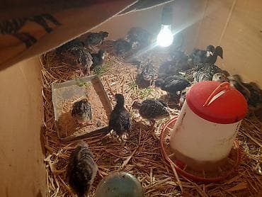 arı ailesi satilir: Amerikan Bronz hindusqa cuceleri 18 gunlukduler 24 eddedir cemi 13 man — 3