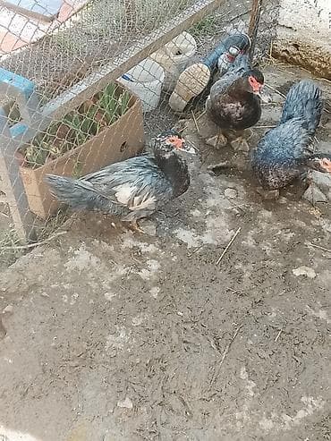 Macar ördeyi lal 5 manatdan 10 manata qədər qiymetlerle — 7