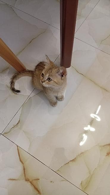 ucuz pisik satisi: Şinşilla, Erkək, Yaxşı əllərə, Ödənişli çatdırılma — 1