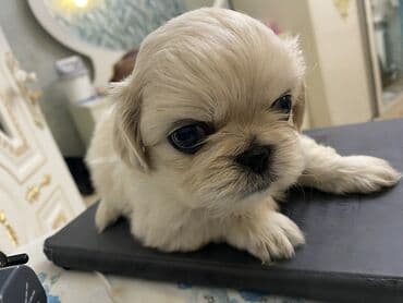 щенок в добрые руки: Ши-тцу — 2