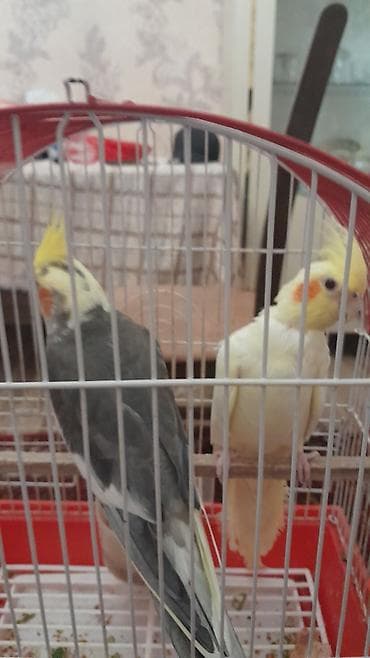 quş bazarı: Nimfalar (Cockatiel) cütü – qəfəs və aksesuarlarla birlikdə - Növ — 4