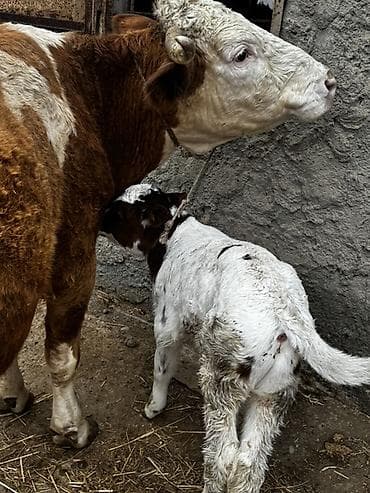 Рогатый скот: Erkək balalı inək satılır. Təmiz simmental cinsidir.Balası da — 10