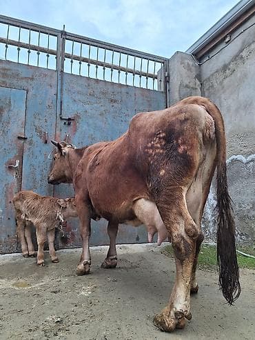 tap az sudluk inəklər: 15 litir süd verir 5 gündü doğub balası erkəydi — 2