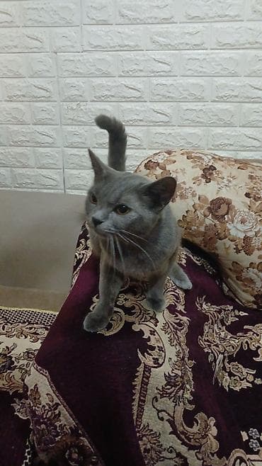 balaca pisikler: Britan, Dişi, Yaxşı əllərə, Pulsuz çatdırılma — 8