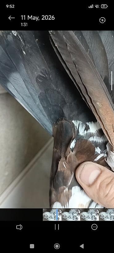 danisan quslar: Məhsul: Hazır cütdur əksər hallarda ebres balalar verirlər.Bəzək və — 3