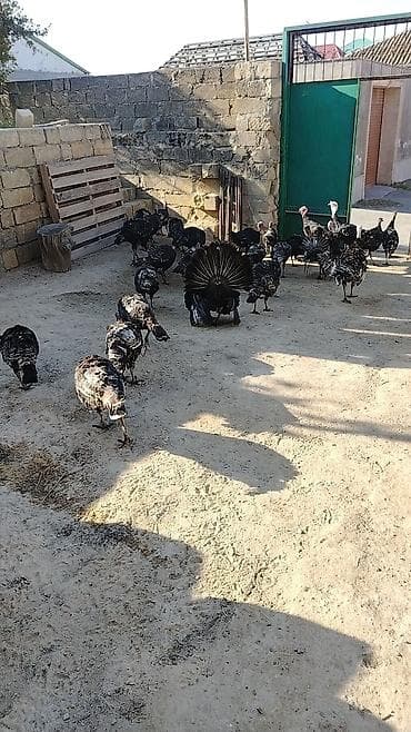 hinduşka quba: Erkək, Damazlıq — 5