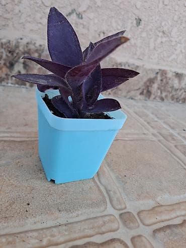 dekor soba: Bənövşəyi Tradescantia (Tradescantia pallida – Purple Heart) şitili - — 1
