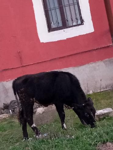 balali inək: Satılır: qara rəngli danalıq inək - Cins: yerli tip, qara rəng, alın — 1