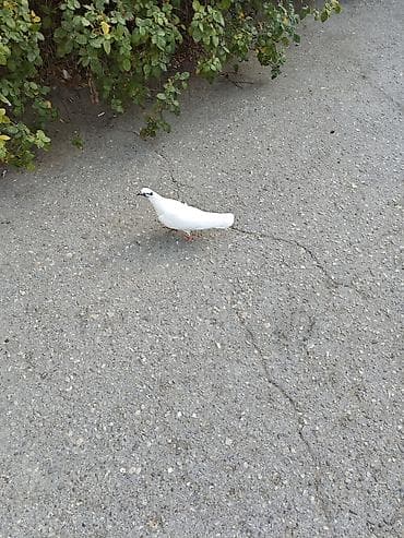 dekarativ goyercinler: Diqqət!!! Göyərçinlərin qanadını yel vurub, hər 2si mayadır. Gozuxalli — 4