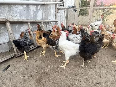 qusar heyvan satışı: 5 Ay Yarımlıq Kənd Çolpaları Satılır. Xoruzları 1.450-1.500 — 4