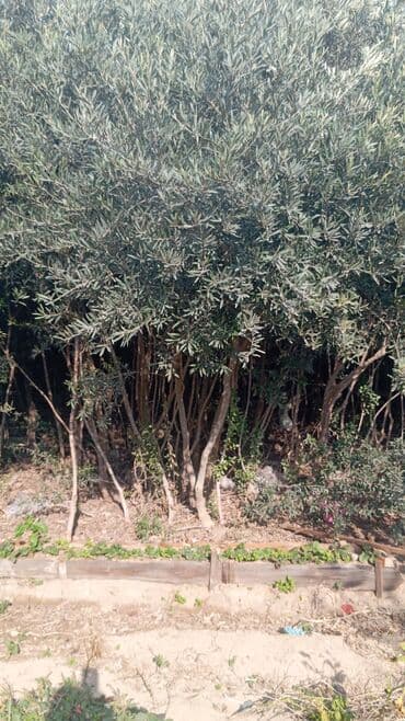 dekor ağaç: Məhsul: Zeytun ağacları (meyvəli) Təsvir: - Şəkillərdə göstərilən — 2