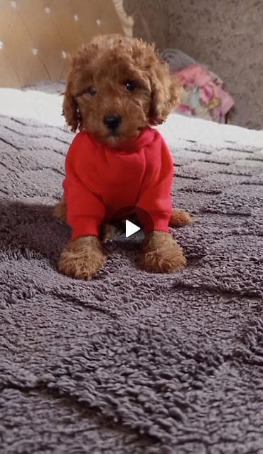 xasgi balası: Pudel, 2 ay, Erkek — 1