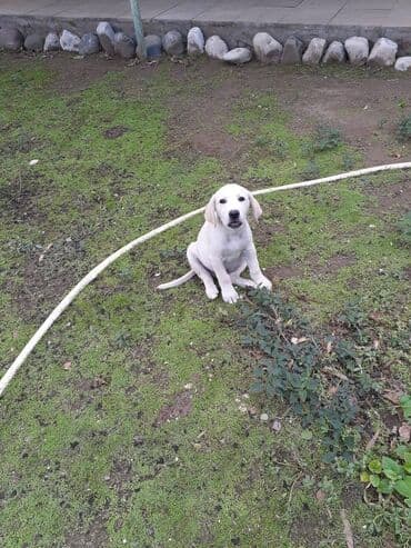 лабрадор купить: Labrador-retriver — 3