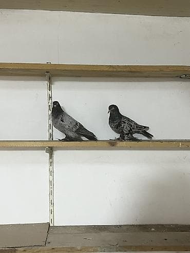 amadin quşu: Təmiz qara abrezlər cütdülər hazır yumurtaya döyürlər ünvan maştağa — 2