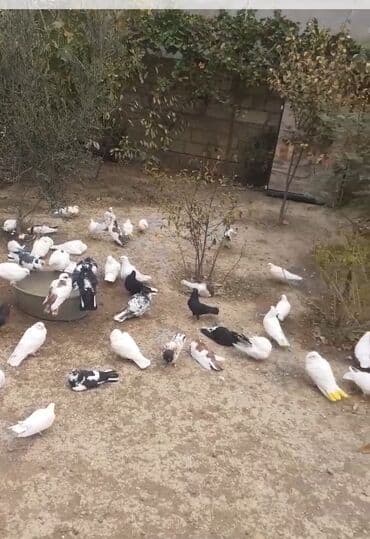 qus bazari bakida: Məhsul: Ev göyərçinləri dəsti Təsvir: - Fərqli rəng və naxışlarda — 1