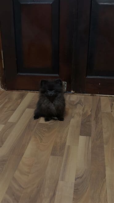 karlik itler: Şpitz, 3 ay, Dişi, Peyvəndli, Ünvandan götürmə — 2