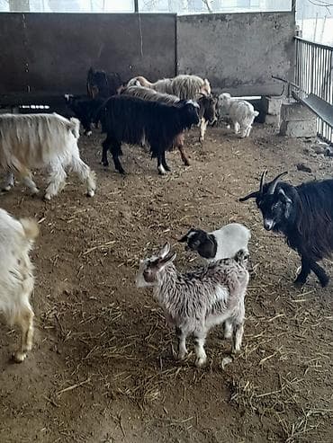 holstein inek satilir: Qoyun-keçi təsərrüfatı üçün müxtəlif cinsli keçilər və bala keçilər - — 4