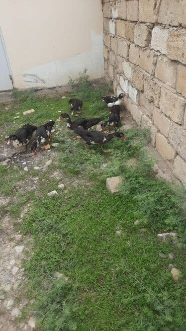 домик для большой собаки: Temiz krasnadar ordekleri lal ordek 2 ededi 22mantdir qalnlari 20 — 1