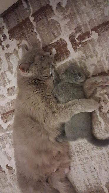 Pişiklər: Britan — 4