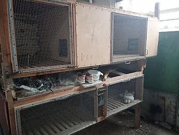 ucuz goyərcin: Satıram kredit mümkündür 4 dənə klıatka — 3