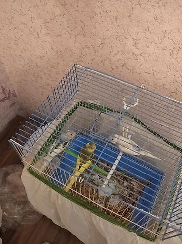 Gəmiricilər: 5 eded tutuquşu ve 3yumurta iki qefes ve yuva satilir. cemi 100manat — 2