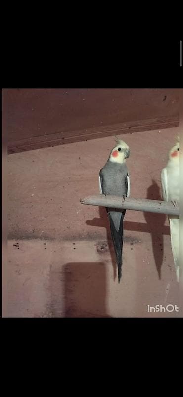 karella papuqay satisi: Karella.rənglər göz önündə 1 cüt və tək erkəklər hansı bala verən — 3