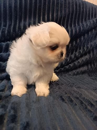 pekines itləri: Pekines — 3