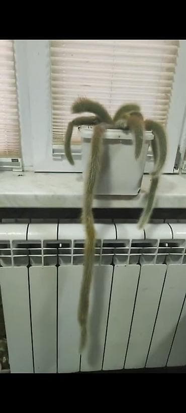 Epiphyllum/Disocactus ailəsinə bənzər asma tipli kaktus “Maymun