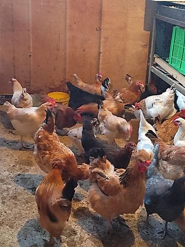 Quşlar: Toyuq, Yumurtalıq — 2