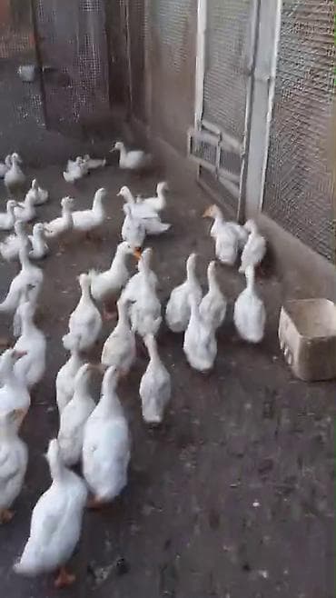 danışan quşlar: Ördəklər satılır,böyük və kiçikliyinə görə qiymət dəyişir,tam — 1