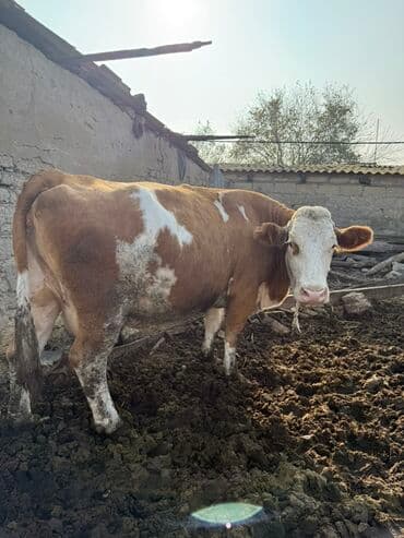 Quzu: Simental cinsli inək - Rəng: qırmızı‑ağ ləkəli - Cinsiyyət: dişi - — 3