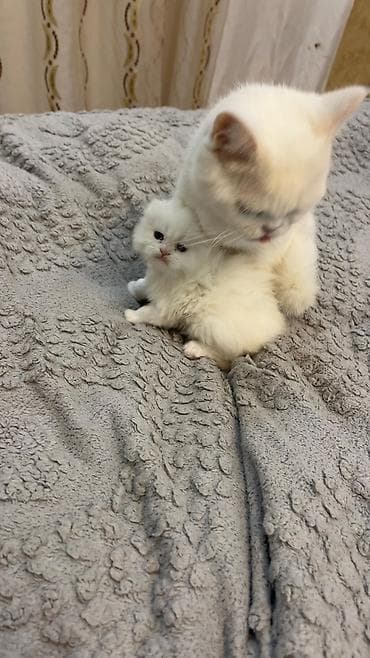 pisik sahiplendirme: 33 günlükdür.Lalafoya baxılmır, yalnız zəng vatsap — 3