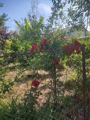 nabran ev satilir: Günlük .aylıq . verilir .addelnidir aile üçün çox əlverişlidir .2 — 4