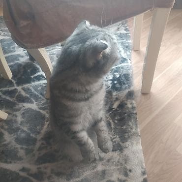 balaca pisikler: Şotland — 5