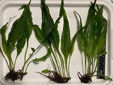 Quşlar: Akvaryum bitkiləri dəsti – rəngli kompozisiya Tərkib: - Qırmızı tonlu — 7