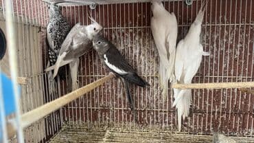 hazır yuva: Korella yanaqsız 2 hazır cütdü 1 tək bala alınıb hazırda yuva — 2