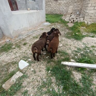 quzu satan: Salam aleykem 4 dene erkey emlik quzum var satq isdiyen buyrsun ünvan — 5