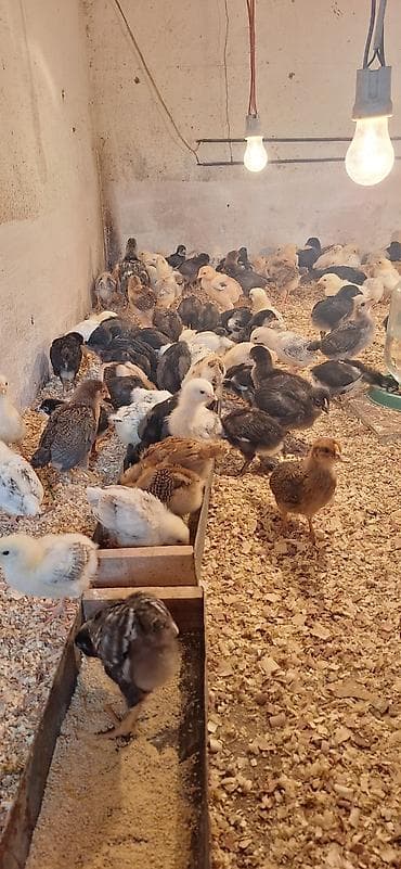 kənd cuceleri: Toyuq cücələri, Damazlıq, Ödənişli çatdırılma — 1