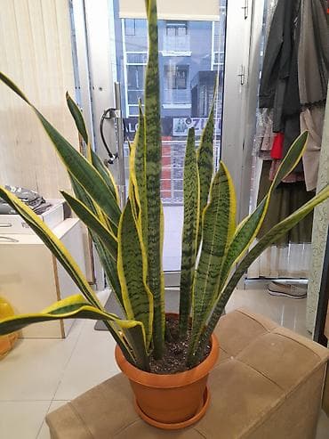 Sansevyeriya (Qayna­na dili) – dekorativ otaq bitkisi - Növ