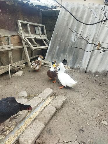 Gəmiricilər: Qırmızı xoruz 3 yaş yarım. damazlıq. bu biri balaca qırmızı iyun — 9