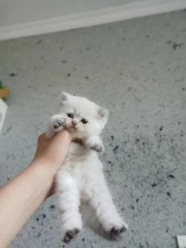 itler pikines type 1: Şotland, Erkək — 5