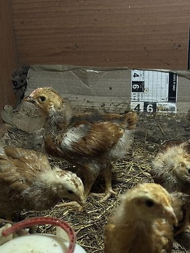 kend cucesi: 1aylıq cücələrin satışı başladı. Tam sağlam heçbir problemləri yoxdur — 1