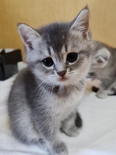 siyam pisiyi: Britan — 2