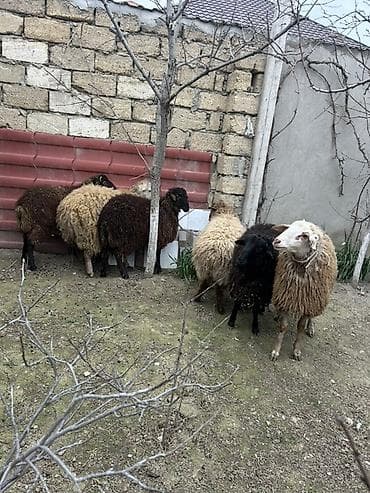 qoyun satisi: Biləcəridə 6 baş ərkey touğlu satılır. Tam sağlam ətlik və damazlıqdı — 2