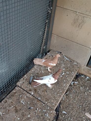 dəvəquşu yumurtası qiyməti: Şəkillərin hamısına baxın. hər cinsdə quşlar satılır . qiymət biri — 19