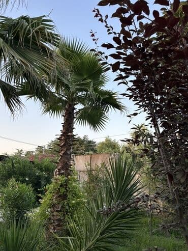 pec satilir: İki ədəd palma ağacı satılır. Gövdələri möhkəm və budaqları sıxdır — 4