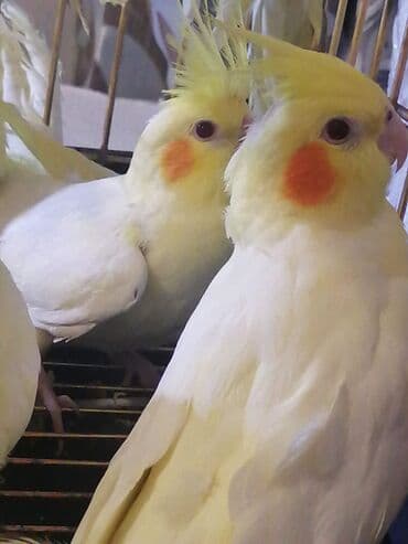 qurdbasar balaları: Təzə yemə düşən balalar və hazir cütlər var.Balalara söz öyrətmək ələ — 6