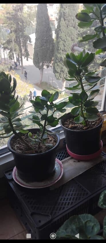 куплю комнатные растения: Məhsul: Otaq gülləri (saksıda) Təsvir: - Şəkillərdə müxtəlif — 10