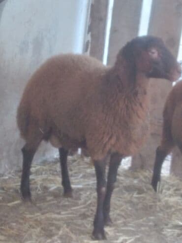 Heyvanlar üçün mallar: Erkək, il: 10, 63 kq, Ətlik — 2
