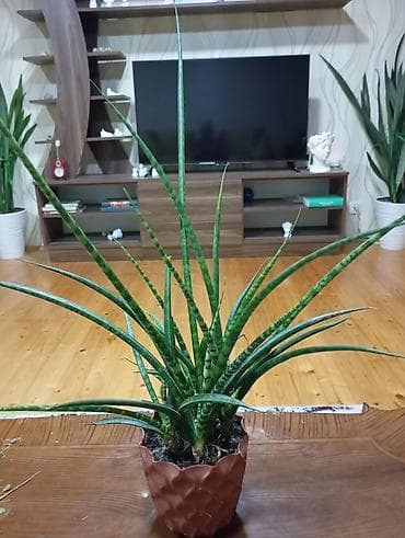 ev gulleri ve adları: Sansevieria — 1